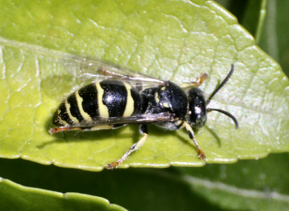 Ceriana vespiformis ??? - no imenottero